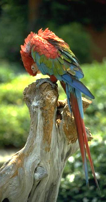 parrot